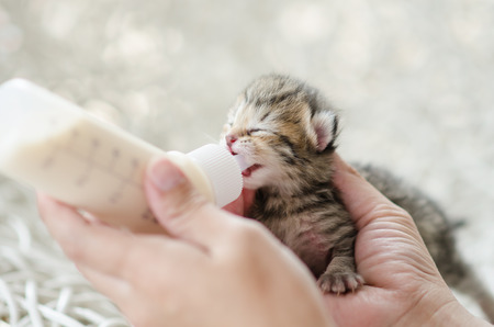 Feeding little tabby cat with milk replacerの写真素材