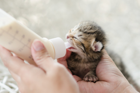 Feeding little tabby cat with milk replacerの写真素材