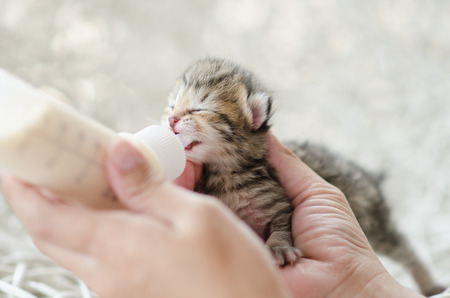 Feeding little tabby cat with milk replacer