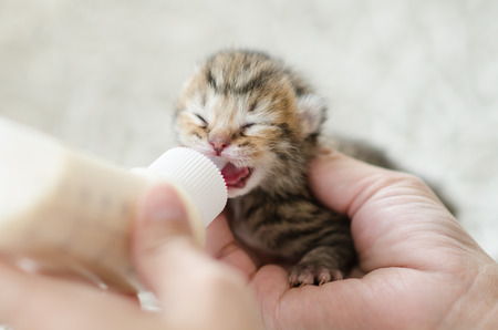 Feeding little tabby cat with milk replacerの写真素材
