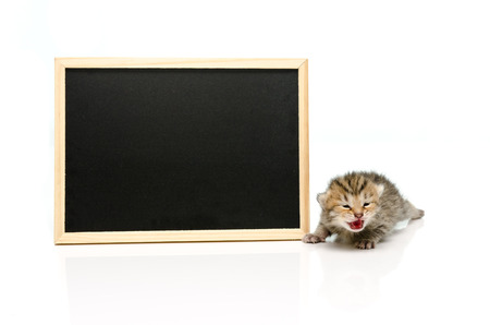 Little tabby kitten with black board on white backgroundの写真素材