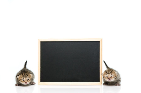 Little tabby kitten with black board on white backgroundの写真素材