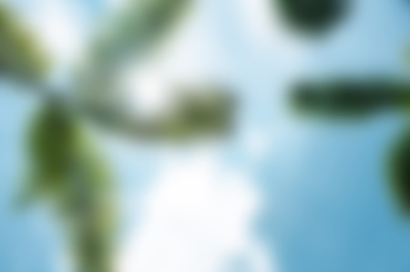 Green palm tree on blue sky  and sun  blur backgroundの写真素材