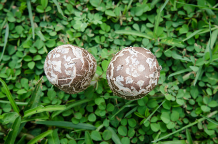 Little mushrooms on green grass after rain