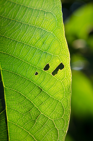 Green leaf background texture and copy spaceの写真素材