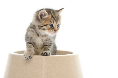 Cute tabby kitten in bowl on white back ground isolatedの写真素材