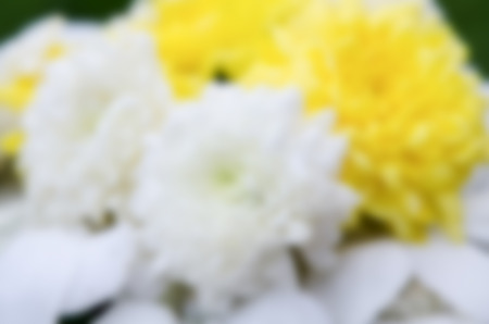 Blurred background of flower in the gardenの写真素材