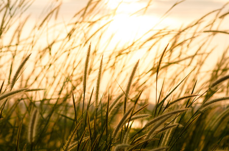 field of grass during sunset for background