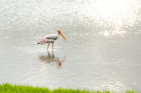 Painted Stork walking on the lakeの写真素材