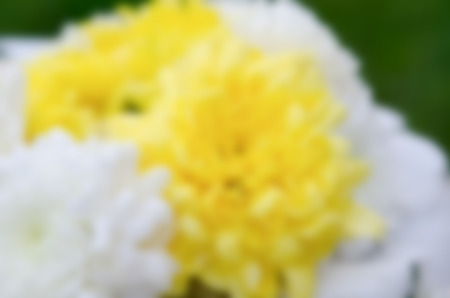 Blurred background of flower in the gardenの写真素材