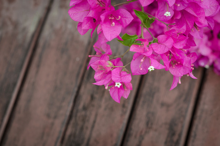 Close up  of bougainvillea and old wood  for background,Vintage filterの写真素材