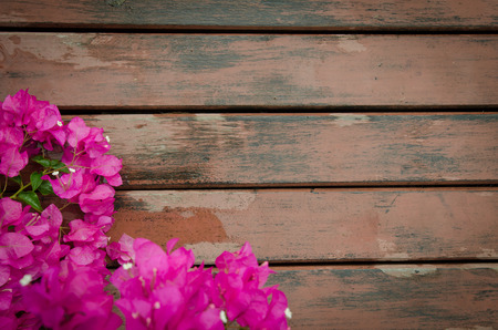 Close up  of bougainvillea and old wood  for backgroundの写真素材