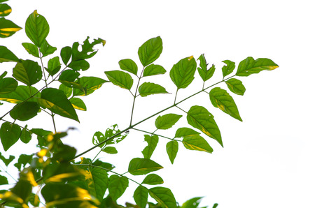 Close up of green leaves on white background isolatedの写真素材