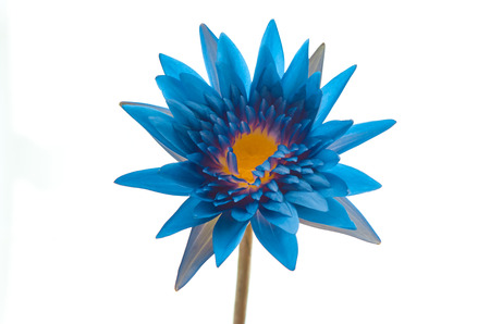 Close up of beautiful lotus on white background isolatedの写真素材