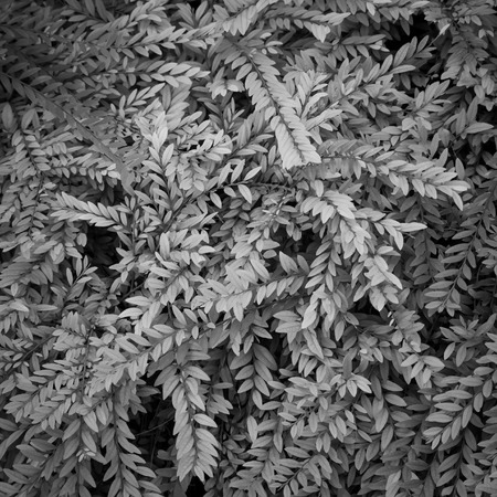 Green leaves for background and copy spaceの写真素材