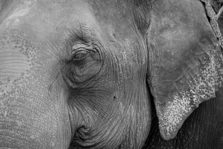 Close up of asian elephant