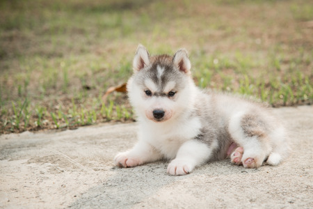 Handicapped Siberian husky puppy layingの写真素材