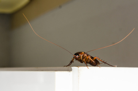 Close up a cockroach on white cupboard in the kitchen