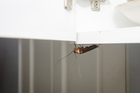 Close up a cockroach on white cupboard in the kitchen