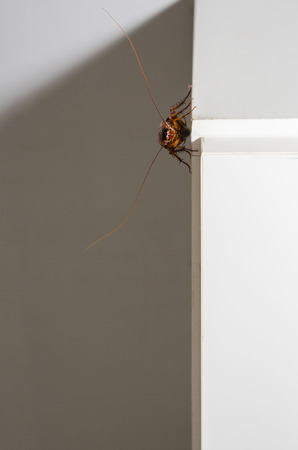 Close up a cockroach on the wall in the ki chen