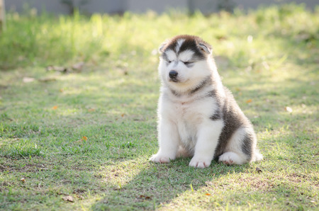 Cute little siberian husky puppy sitting and close the eyes on green grassの写真素材