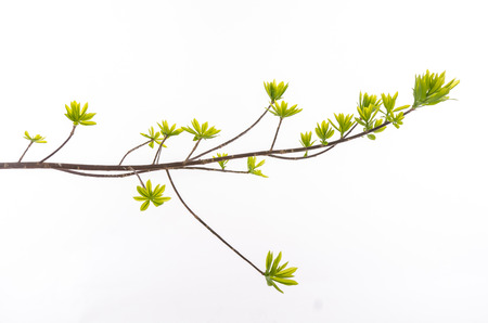 Close up green leaves on white background isolatedの写真素材