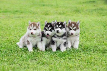 Four Siberian husky puppies sitting on green grassの写真素材