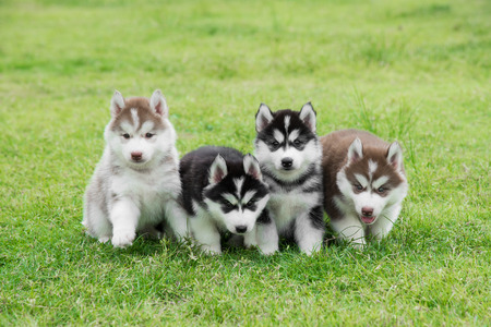 Four Siberian husky puppies sitting on green grassの写真素材