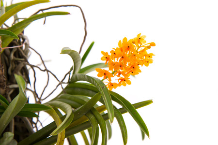 Orange orchid isolated on white backgroundの写真素材