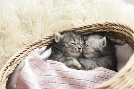 Cute tabby kittens sleeping and hugging in a basketの写真素材