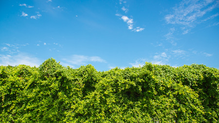 green leaves wall in the blue sky backgroundの写真素材