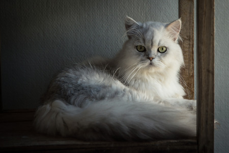 Cute Persia cat lying and looking on old wood shelfの写真素材