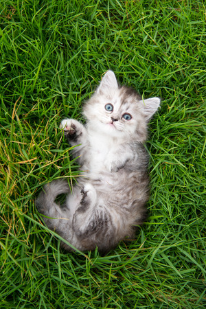 Cute tabby kitten lying on green grassの写真素材