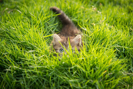 Cute tabby kitten hiding in green grassの写真素材