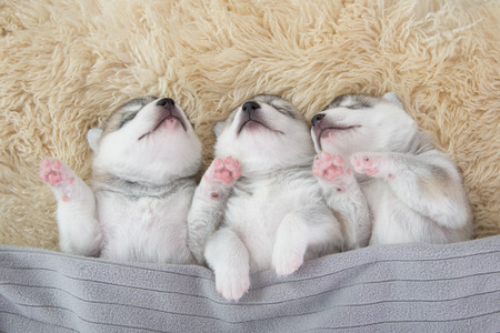 Three of siberian husky puppies sleeping under a grey blanketの写真素材
