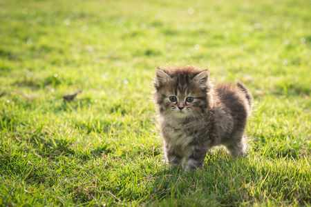 Close up cute tabby kitten standing and lookin on green grassの写真素材