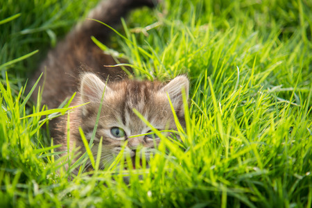 Cute tabby kitten hiding in green grassの写真素材