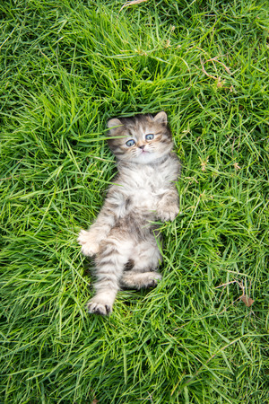 Cute tabby kitten lying on green grassの写真素材