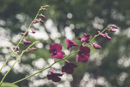Close up of  orchids on nature backgroundの写真素材