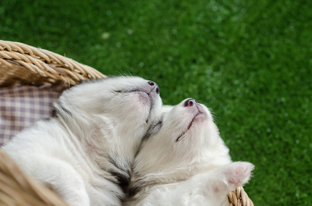 Two siberian husky puppies sleeping in a wicker bed on green grassの写真素材
