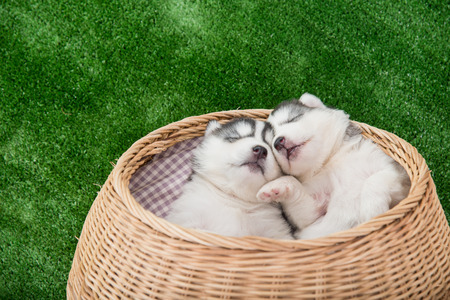 Two siberian husky puppies sleeping on green grassの写真素材