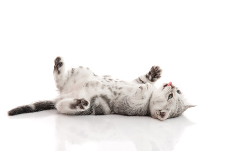 Cute kitten lies on his back and plays on a white background isolatedの写真素材