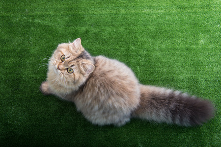 Cute tabby cat lying on green grassの写真素材