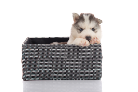 siberian husky puppy in storage box on white background isolatedの写真素材