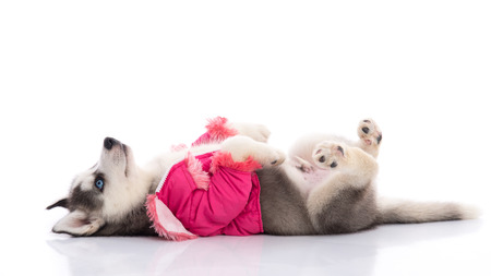 Cute siberian husky puppy in pink clothes on a white background,isolatedの写真素材