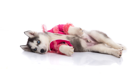 Cute siberian husky puppy in pink clothes on a white background,isolatedの写真素材