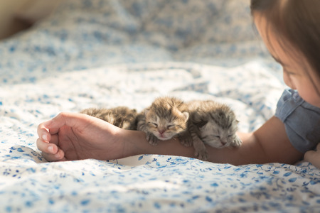 Newborn American Shorthair kitten sleeping on owner's armの写真素材