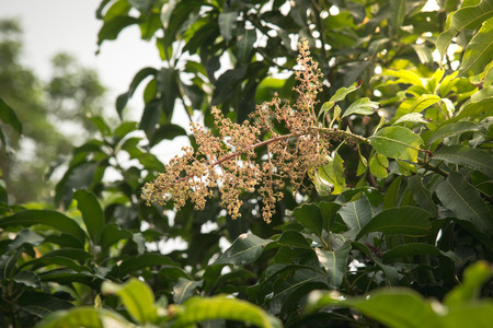 Flowers of mango in the morning