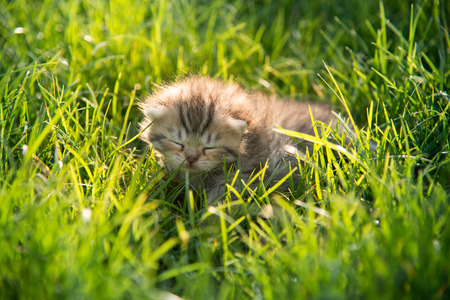 Cute tabby kitten sleeping on green grass under sunsetの写真素材
