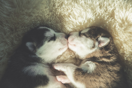 Newborn siberian husky puppies sleeping and kissing,vintage filterの写真素材